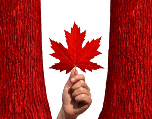 Canadian autumn concept as a hand holding a red maple leaf between two red tree trunks isolated on a white background as a symbol of Canada and the environment.