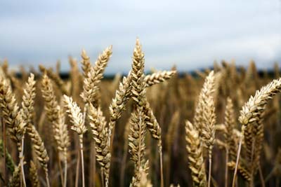 Wheat Drops to $4.63 as World Production Forecast Raised