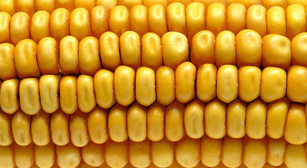 Corn Back Below $3.45 as Dry Weather May Aid Crop